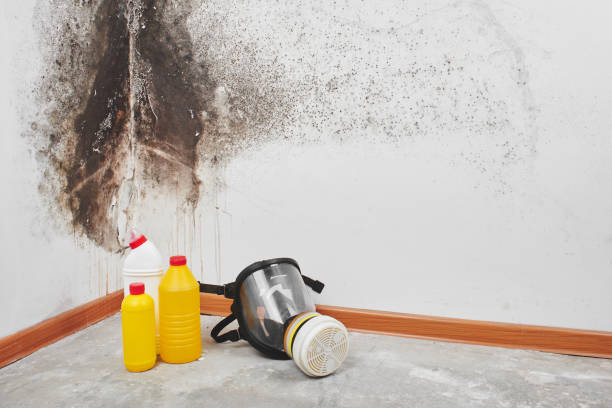 Best Black Mold Removal  in Mckee City, NJ