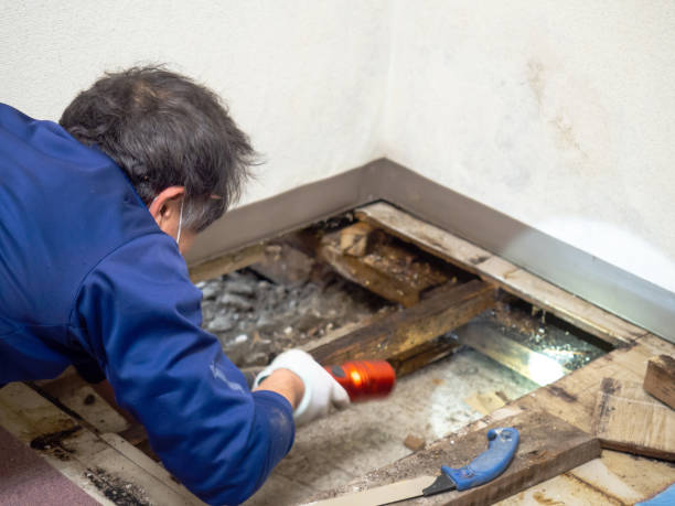 Best Attic Mold Removal  in Mckee City, NJ