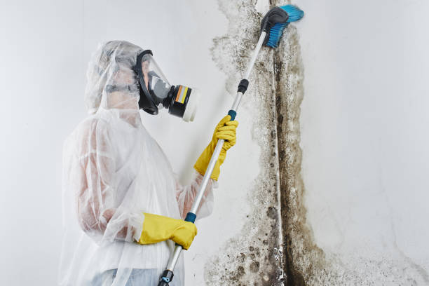 Trusted Mckee City, NJ Mold Removal Experts