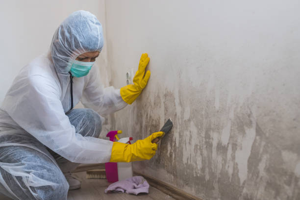 Mold Removal and Inspection in Mckee City, NJ