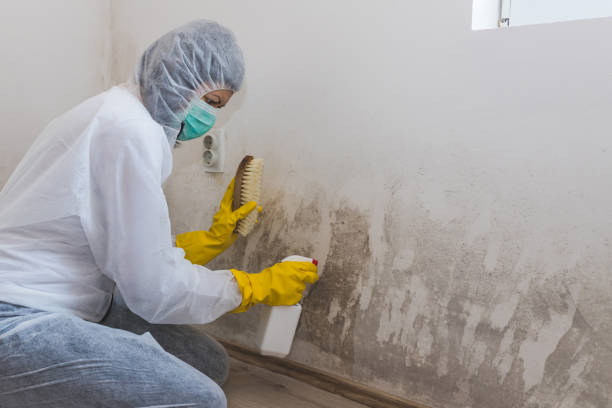 Best Local Mold Removal Service  in Mckee City, NJ