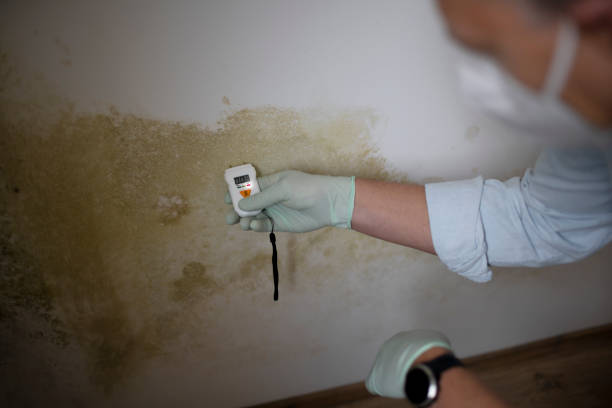 Best Professional Mold Removal  in Mckee City, NJ