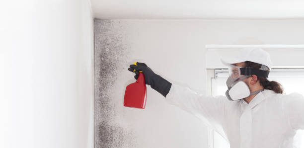 Best Mold Removal Company Near Me  in Mckee City, NJ