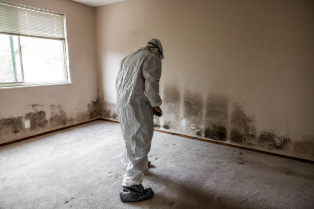 Best Local Mold Removal Service  in Mckee City, NJ