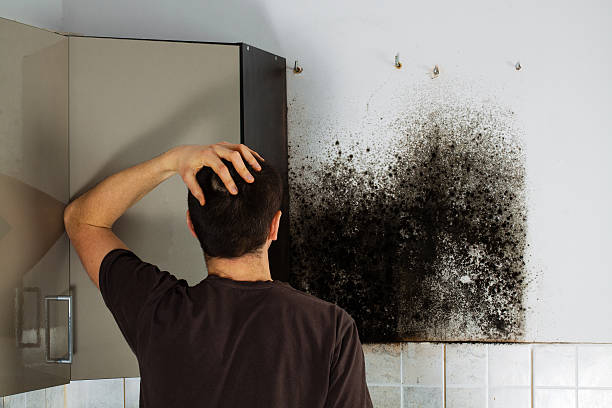 Best Affordable Mold Removal  in Mckee City, NJ