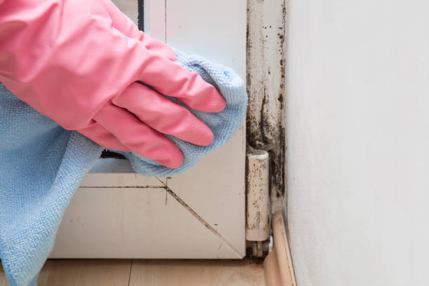 Best Certified Mold Removal  in Mckee City, NJ