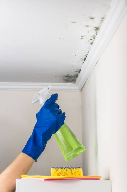 Best Fast Mold Removal  in Mckee City, NJ