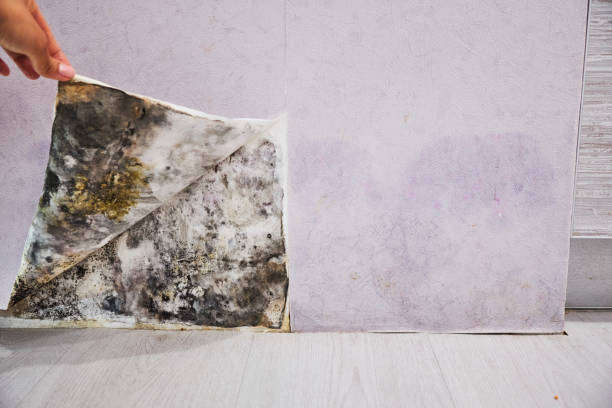 Best Affordable Mold Removal  in Mckee City, NJ